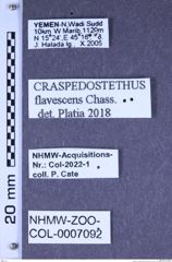 Etiketten zu Craspedostethus flavescens (Chassain, 1979) (NHMW-ZOO-COL-0007092)